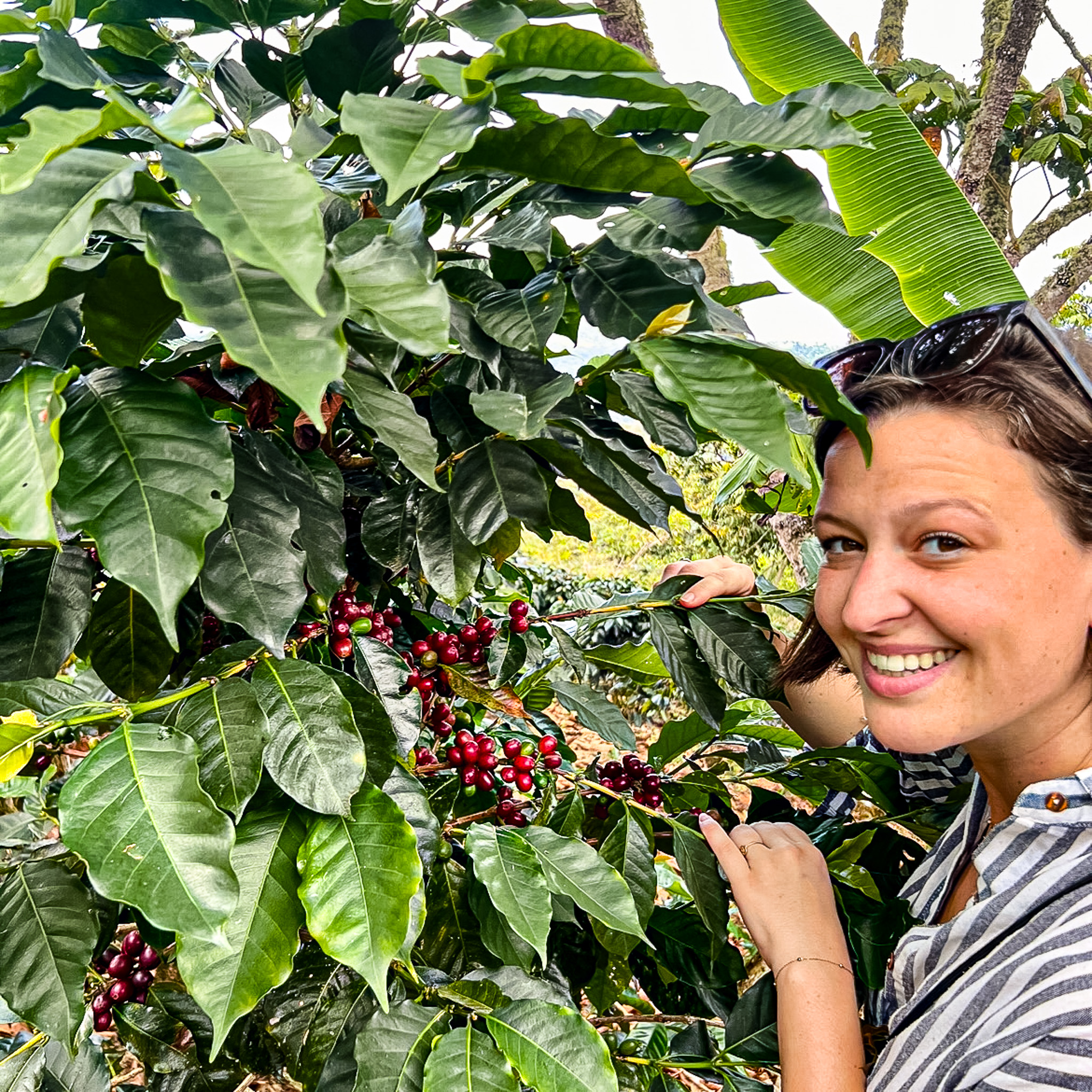 café bio Pérou
